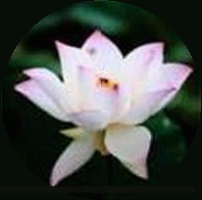 周涛